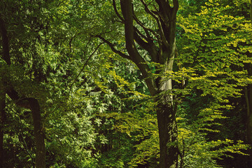 Dense lush green foliage in a sunny summer forest.