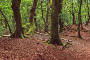 Winding tree trunks in a dense summer deciduous forest.