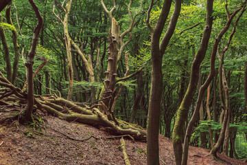 Winding tree trunks in a dense summer deciduous forest.