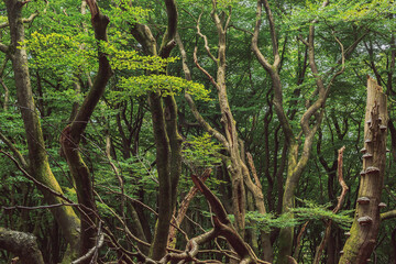 Winding tree trunks in a dense summer deciduous forest.