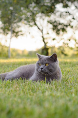 cat on the grass