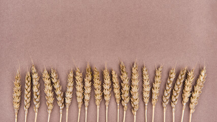Spikelets of wheat in row at bottom on brown background. Flat lay.