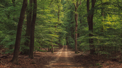 Hiking trail in lush dense summer deciduous forest.