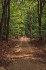 Foto op Plexiglas Hiking trail in lush dense summer deciduous forest. © ysbrandcosijn