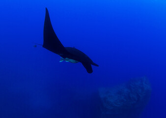 Black Manta Ray at Islas Revillagigedos, Mexico