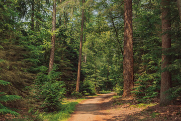 Fototapeta premium Hiking trail in a pine forest during the summer.