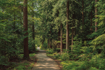 Bike path in a pine forest during the summer.