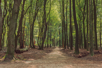 Hiking trail between winding tree trunks in a deciduous forest during the summer.