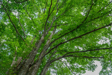 奥日光のミズナラの巨樹