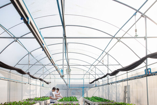 Farmer monitoring organic vegetable in plant nursery greenhouse farm. Smart agriculture technology. Smart agriculture technology concept.
