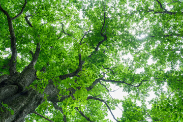 奥日光のミズナラの巨樹