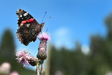 farfalla macro  natura dettagli colori estate 