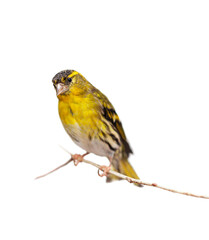 Male of Eurasian siskin (Spinus spinus) is a small passerine bird in the finch family Fringillidae. It is also called the European siskin, common siskin or just siskin