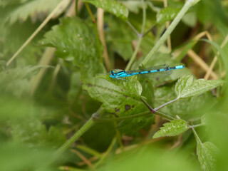 A blue damselfly perches in undergrowth, resting between hunting forays and wondrously alien in the familiar British Countryside.