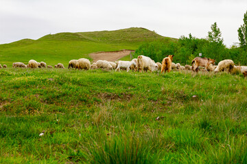 Sheep are grazing grass, on a pasture, meadow over hill