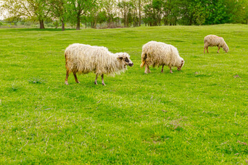 Sheep are grazing grass, on a pasture, meadow over hill