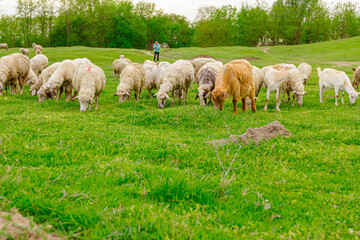 Fototapeta premium Sheep are grazing grass, on a pasture, meadow over hill