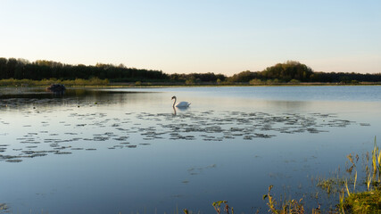 Obraz na płótnie Canvas Swan on a lake in sunset