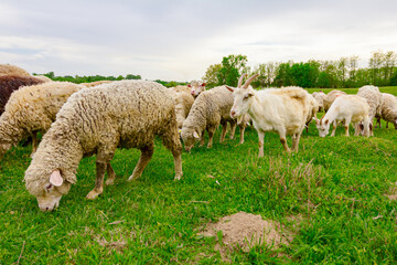 Mixed herd of sheep and goats are grazing grass, on a pasture, meadow