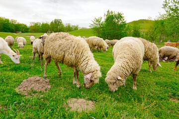 Sheep are grazing grass, on a pasture, meadow over hill