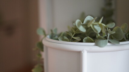 Close-up plant in white pot