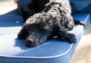 black and cute poodle dog 