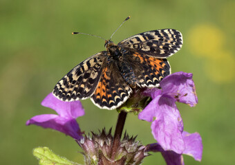 Spotted fritillary