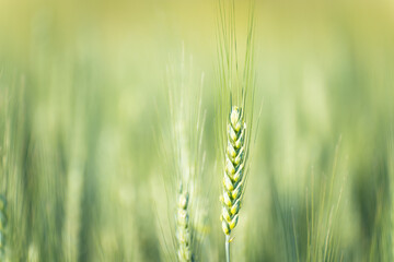 Close-up Of Ripe Golden Wheat With Vintage Effect, Clouds And Sky - Harvest Time Concept