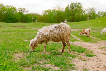 Obraz na płótnie Canvas Sheep are grazing grass, on a pasture, meadow over hill