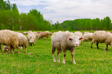 Obraz premium Sheep are grazing grass, on a pasture, meadow over hill