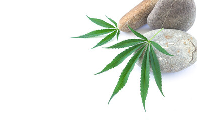 Cannabis or hemp plant leaves with stones isolated on white