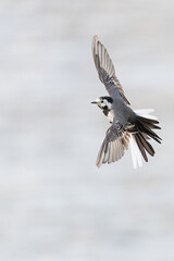 white wagtail