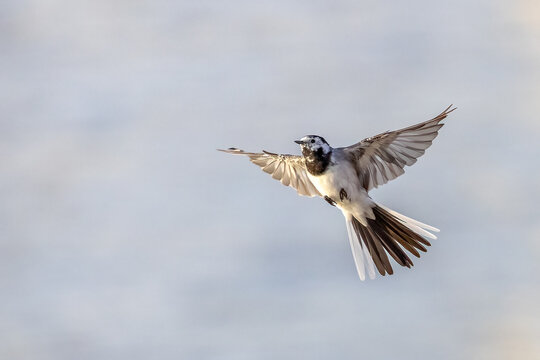 white wagtail