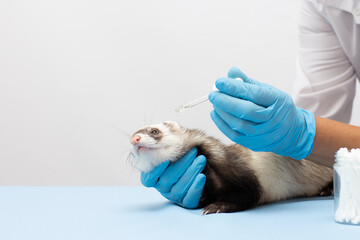a veterinarian examines a pet ferret to a veterinary clinic