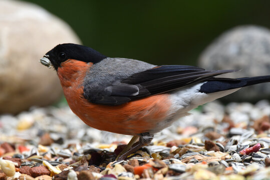 roter Gimpel oder Dompfaff
