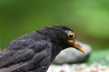 Obraz premium Nahaufnahme einer Amsel