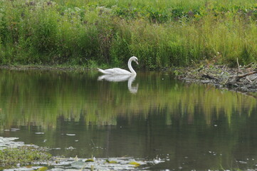 white swan with reflection in the water