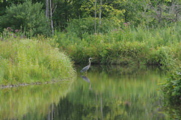 blue heron standing in the lake