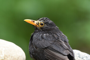 Nahaufnahme einer Amsel