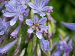 FLOR morada o azul