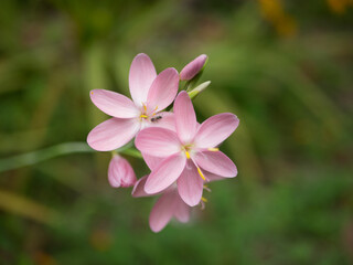 Obraz premium FLOR BLANCA Y MORADA CON SEMILLAS AMARILLAS