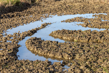 selective focus soil in fields Traces of cultivating the soil with a tractor There is water in the fields to make the soil soft. mixed with the soil. agricultural ground pictures Fertile soil