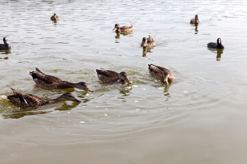 wild ducks in the natural environment