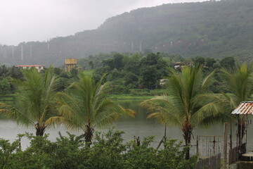 Fototapeta na wymiar Coconut trees near Khopoli dam