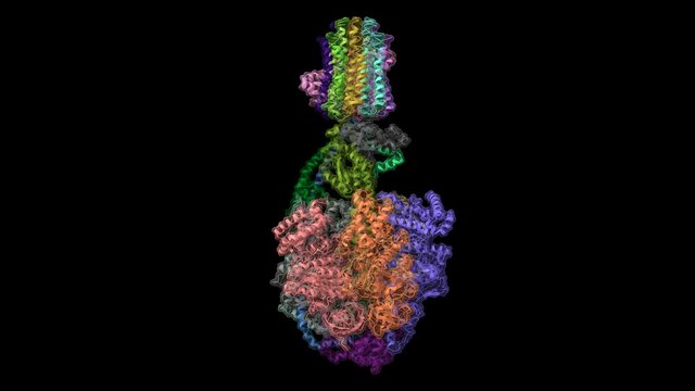 Bovine mitochondrial ATP synthase in different conformational states, animated 3D cartoon and Gaussian surface model, two purpendicular projections, chain id color scheme, black background