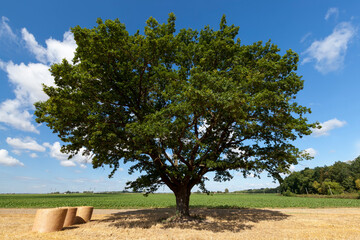 an oak with green foliage in an agricultural field