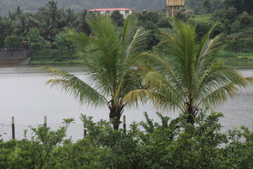 Fototapeta na wymiar Coconut trees and water