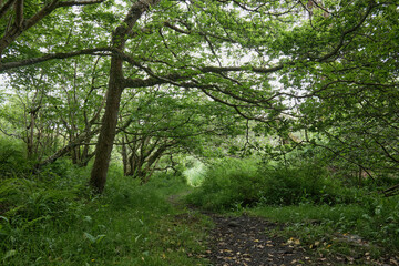 Dense woodland by St Columba's Cave. West coast of Scotland