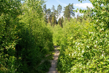 dirt path through the forest on a bright day