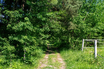 dirt path through the forest on a bright day